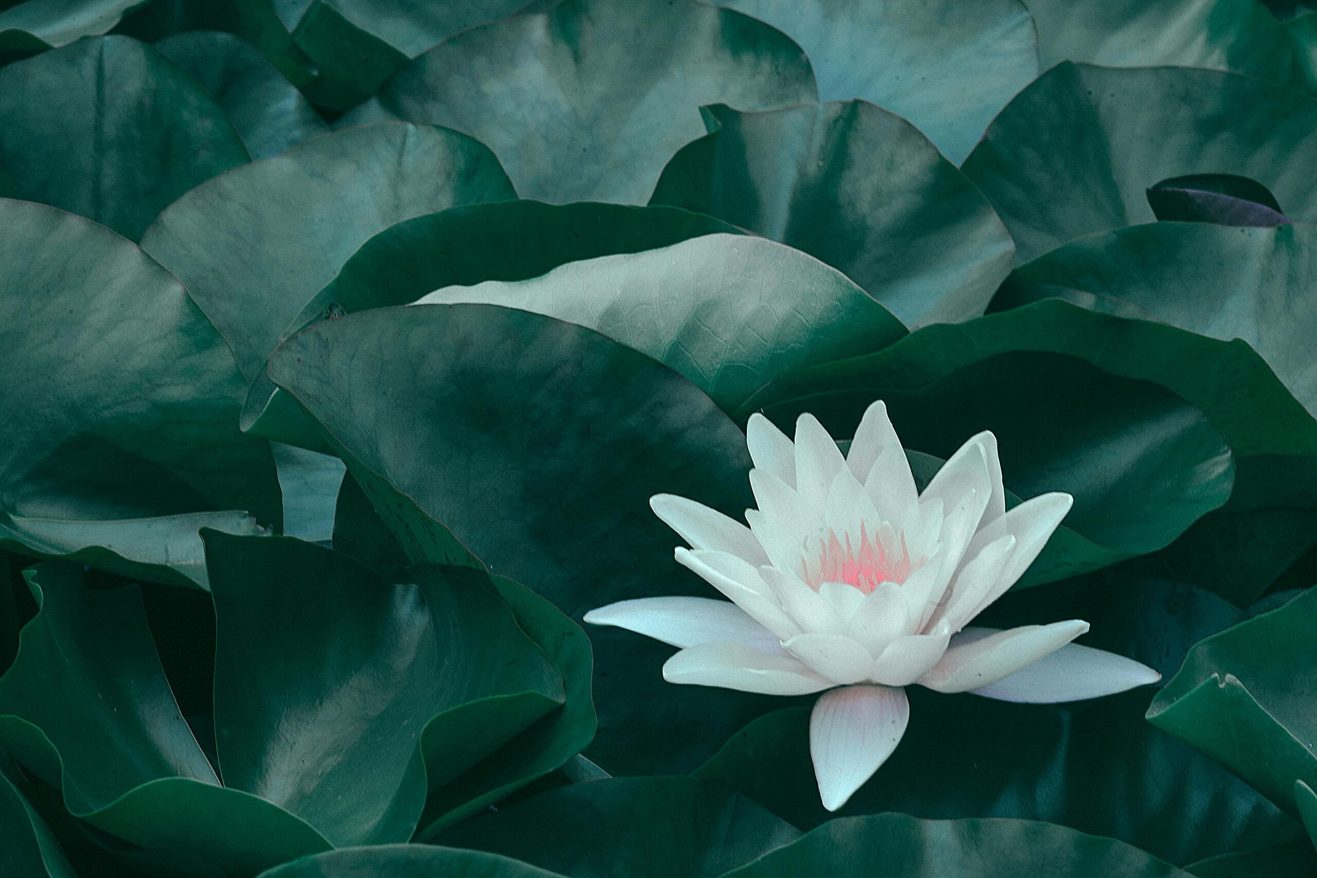 Atelier de méditation en suisse romande